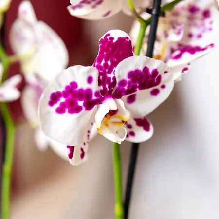 Chateauzen 호텔 4*